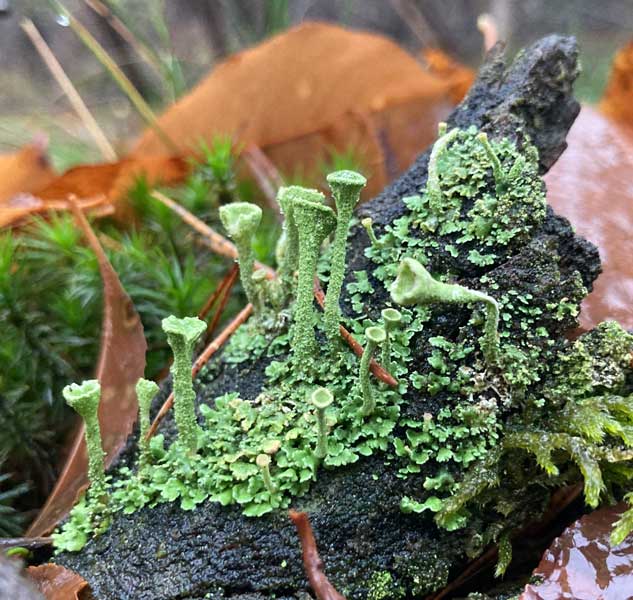 Landgoed De Zonnebloem